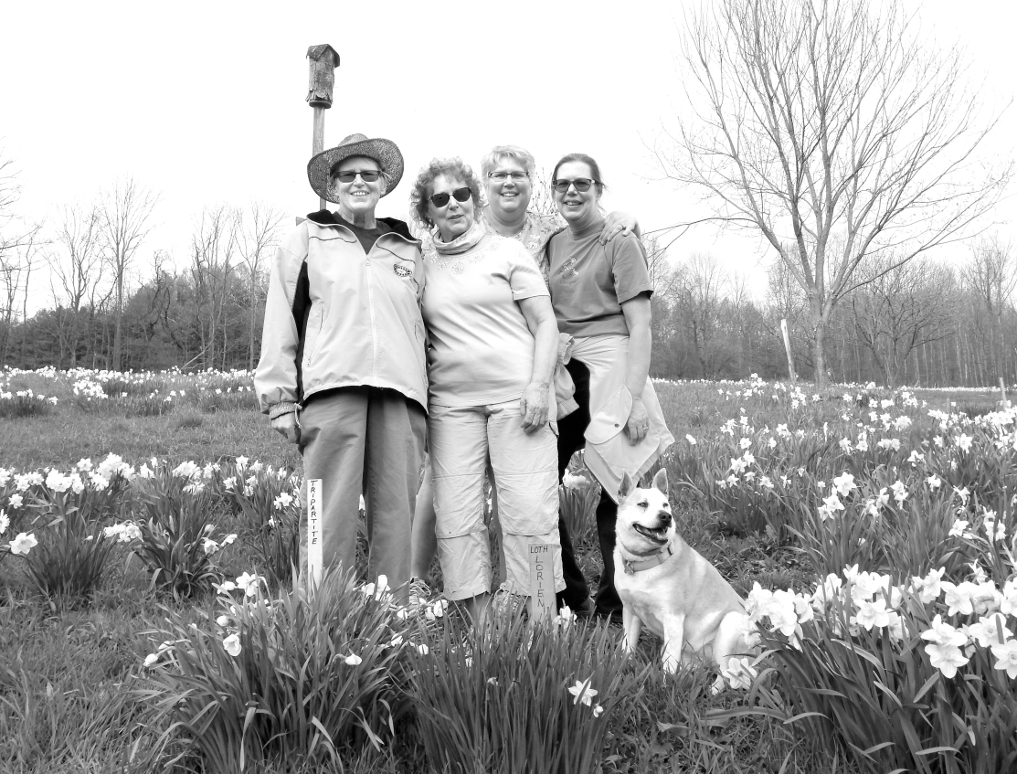 Nancy Zamoiski, who passed away in March, with Patricia Lacina, Amy Swiernik and Doreen Dellaqmarco, who planted thousands of bulbs and started Daffodil Daze in Candor.